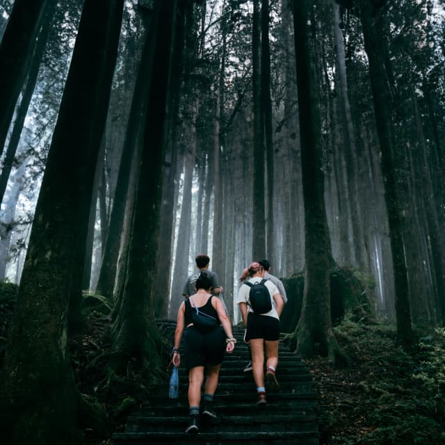 Misty Forest