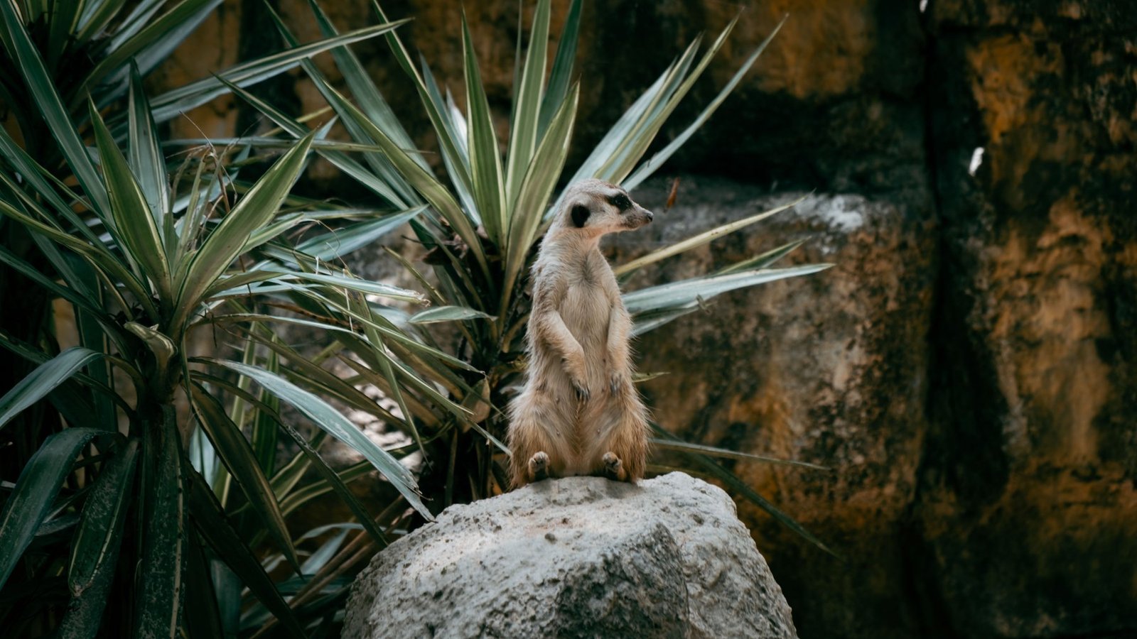 On the lookout